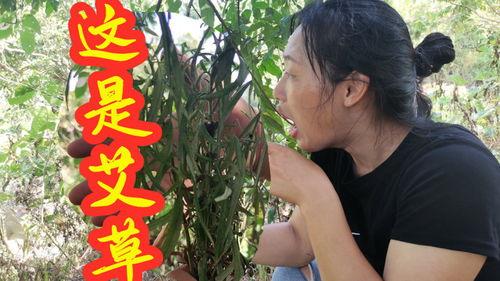 艾草在视频在线视频观看,传统草药的现代魅力与在线观看体验